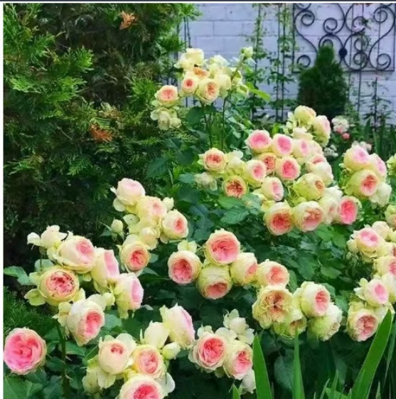 🌹Climbing Vine Rose Flower Seeds🌹