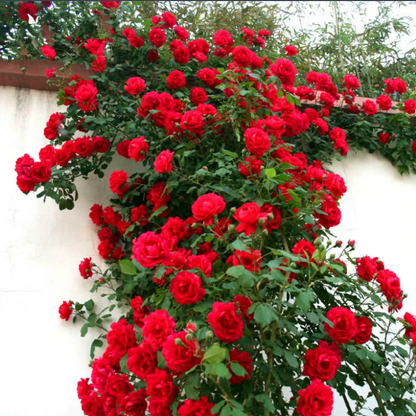 🌹Climbing Vine Rose Flower Seeds🌹
