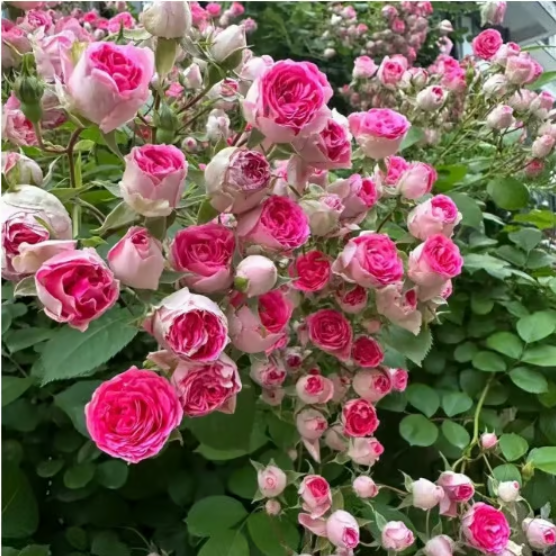 🌹Climbing Vine Rose Flower Seeds🌹
