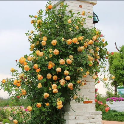 🌹Climbing Vine Rose Flower Seeds🌹